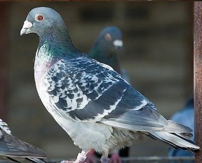 北斗應用 豈止于人?