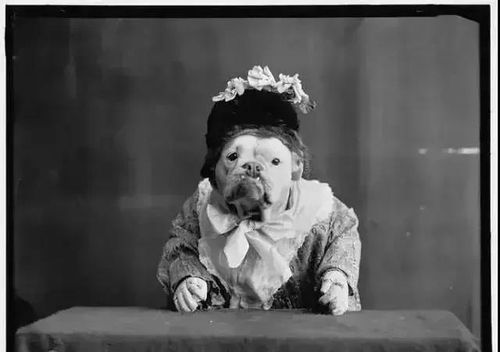 100年前的狗狗是什么樣子 大多數(shù)人都沒有見過